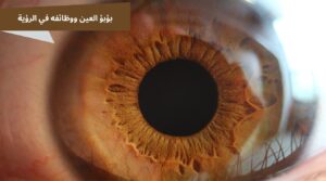 حجم بؤبؤ العين الطبيعي